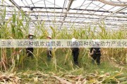 
玉米：试点种植效益显著，国内育种机构助力产业化