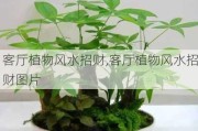 客厅植物风水招财,客厅植物风水招财图片