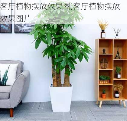 客厅植物摆放效果图,客厅植物摆放效果图片