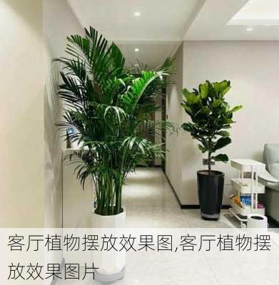 客厅植物摆放效果图,客厅植物摆放效果图片