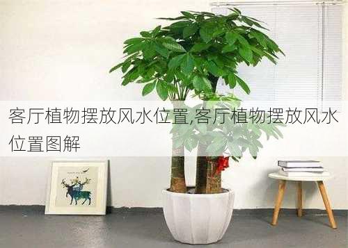 客厅植物摆放风水位置,客厅植物摆放风水位置图解