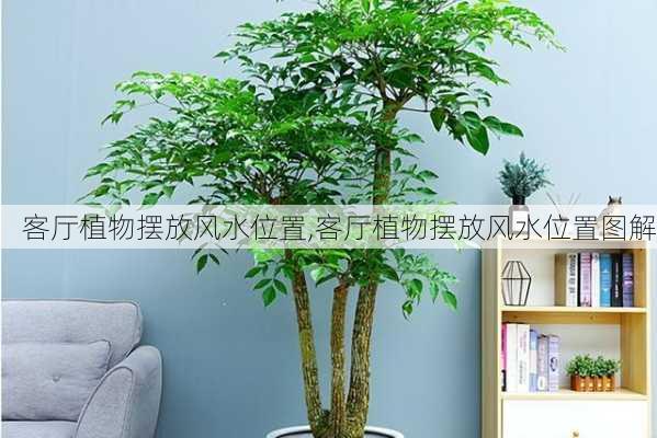 客厅植物摆放风水位置,客厅植物摆放风水位置图解