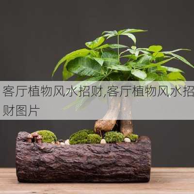 客厅植物风水招财,客厅植物风水招财图片