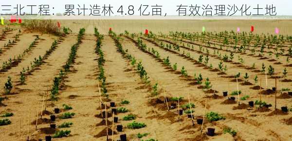 三北工程：累计造林 4.8 亿亩，有效治理沙化土地