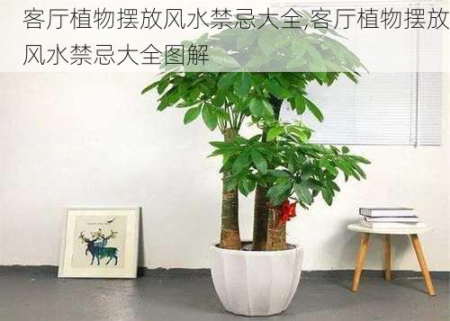 客厅植物摆放风水禁忌大全,客厅植物摆放风水禁忌大全图解