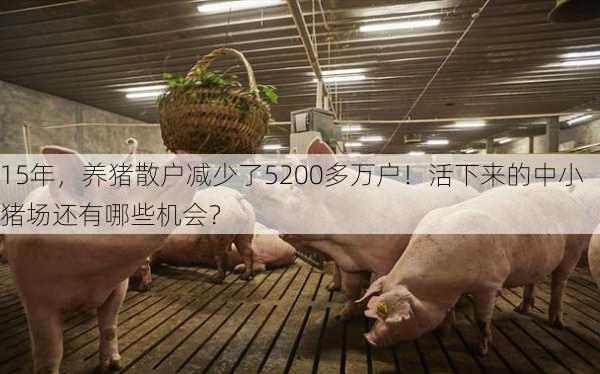 15年，养猪散户减少了5200多万户！活下来的中小猪场还有哪些机会？