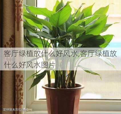 客厅绿植放什么好风水,客厅绿植放什么好风水图片