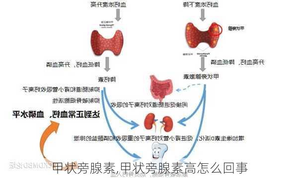 甲状旁腺素,甲状旁腺素高怎么回事