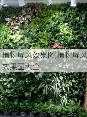 植物屏风效果图,植物屏风效果图大全