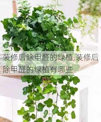 装修后除甲醛的绿植,装修后除甲醛的绿植有哪些