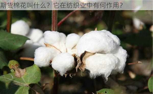 期货棉花叫什么？它在纺织业中有何作用？