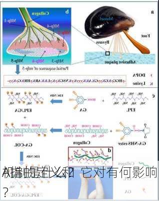 A指的定义和
机制是什么？它对有何影响？