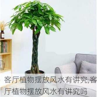 客厅植物摆放风水有讲究,客厅植物摆放风水有讲究吗