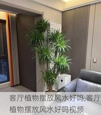 客厅植物摆放风水好吗,客厅植物摆放风水好吗视频