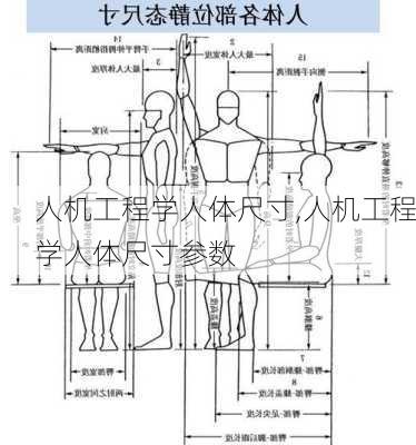 人机工程学人体尺寸,人机工程学人体尺寸参数